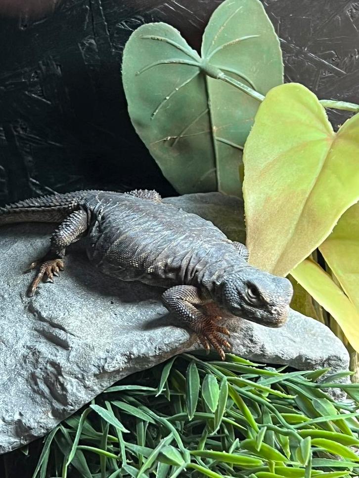 Uromastyx dispar flavifasciata 0.0.2, Dieren en Toebehoren, Reptielen en Amfibieën, Hagedis, 0 tot 2 jaar