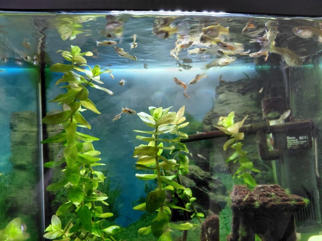 Guppies, Dieren en Toebehoren, Vissen | Aquaria en Toebehoren, Ophalen