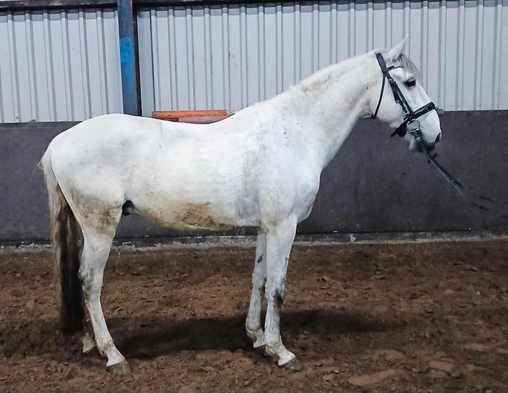 2 super brave e pony's, Dieren en Toebehoren, Pony's, Ruin, Niet van toepassing, E pony (1.48m - 1.57m), Recreatiepony, 7 tot 10 jaar