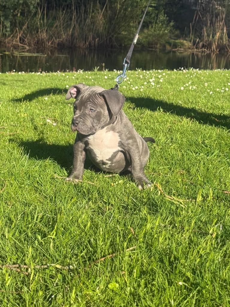 American bully xl, Dieren en Toebehoren, 8 tot 15 weken, Parvo, Bulldog, Meerdere