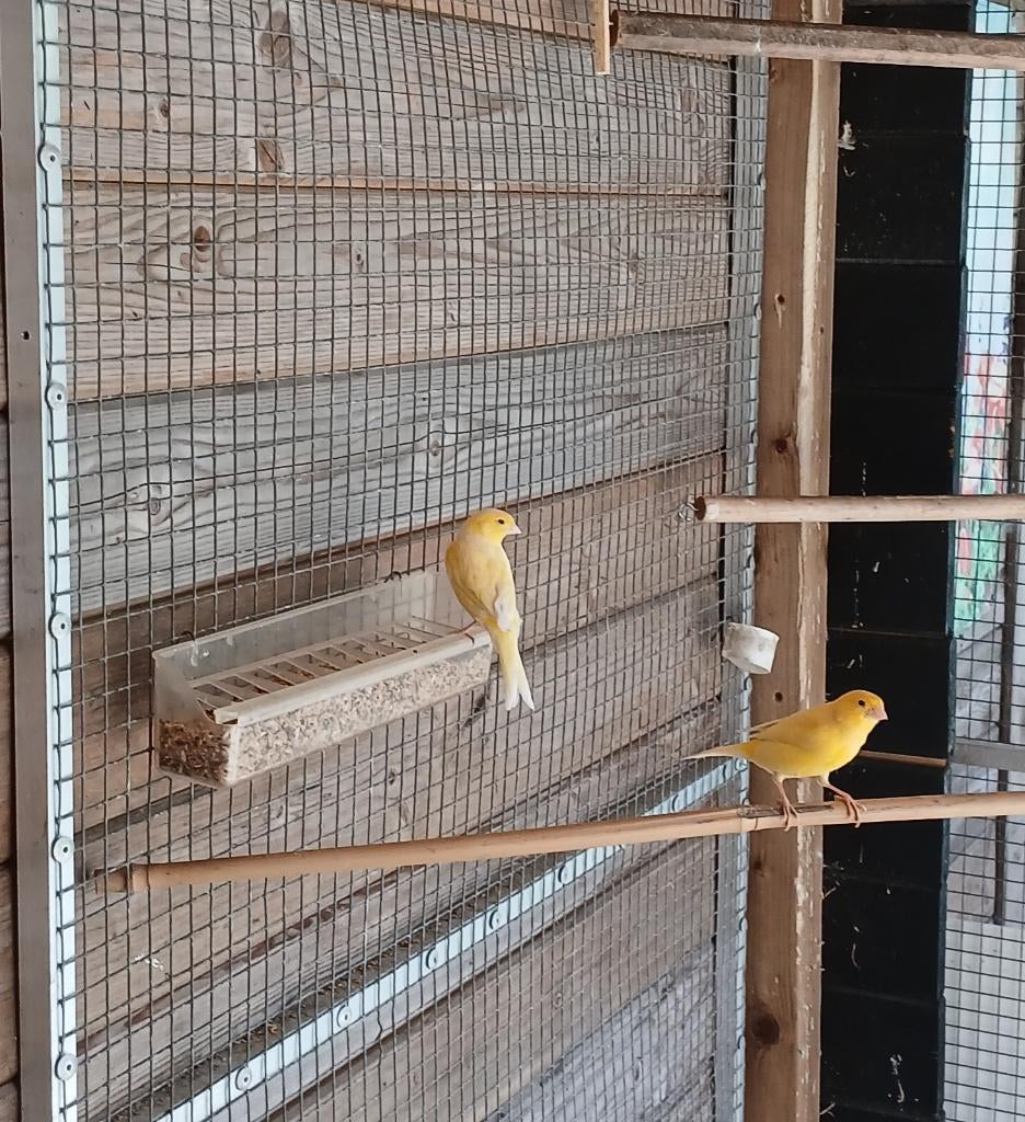 dieren en toebehoren, Dieren en Toebehoren, Vogels | Kanaries, Meerdere dieren, Zangkanarie