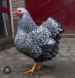 Gezocht, Wyandotte groot, zilver gezoomd, Dieren en Toebehoren, Pluimvee, Vrouwelijk, Kip