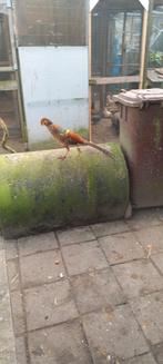 Fazanten, Mannelijk, Overige soorten