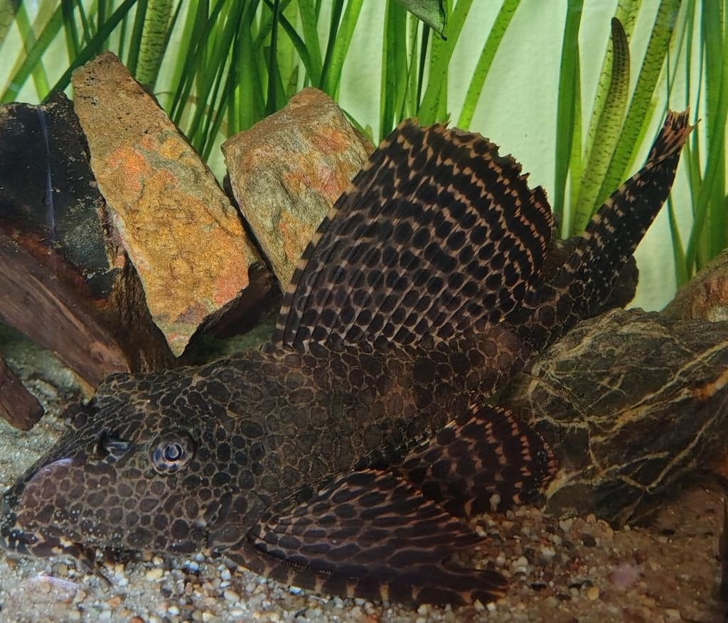 Grote pleco, Dieren en Toebehoren, Vissen | Aquariumvissen, Vis, Zoetwatervis