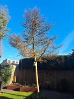 Welke hovenier kan onze boom omzagen beloning 100 euro., Ophalen