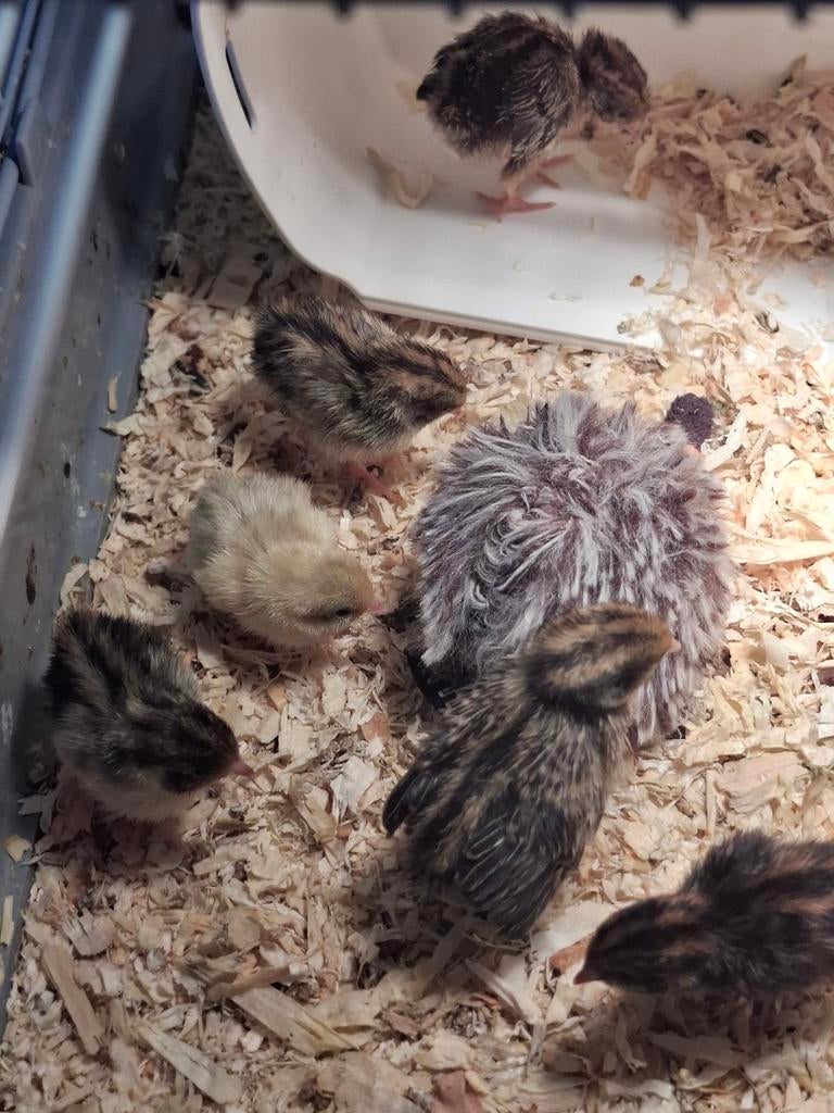 Chinese dwergkwartels,  1 tot 2 weken oud., Geslacht onbekend