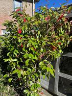Glansmispel (Photinia fraseri 'Red Robin'), Overige soorten, Volle zon, Vaste plant, Ophalen of Verzenden