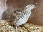 Jonge Japanse kwartel hen, Dieren en Toebehoren, Pluimvee, Vrouwelijk, Overige soorten