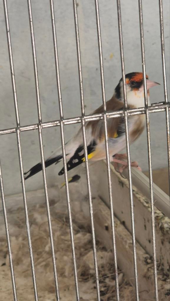 Majoor putter man 2023, Dieren en Toebehoren, Mannelijk, Wildzangvogel