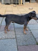 Te dekking aangeboden ras zuiver bleu and tan jack russel, Parvo, Eén hond, 3 tot 5 jaar, Nederland