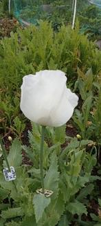 Papaver somniferum Turkish White zaden, Ophalen of Verzenden, Voorjaar, Volle zon, Zaad