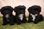 Maltipoo pups, Dieren en Toebehoren, Parvo, Overige rassen, 8 tot 15 weken, Meerdere