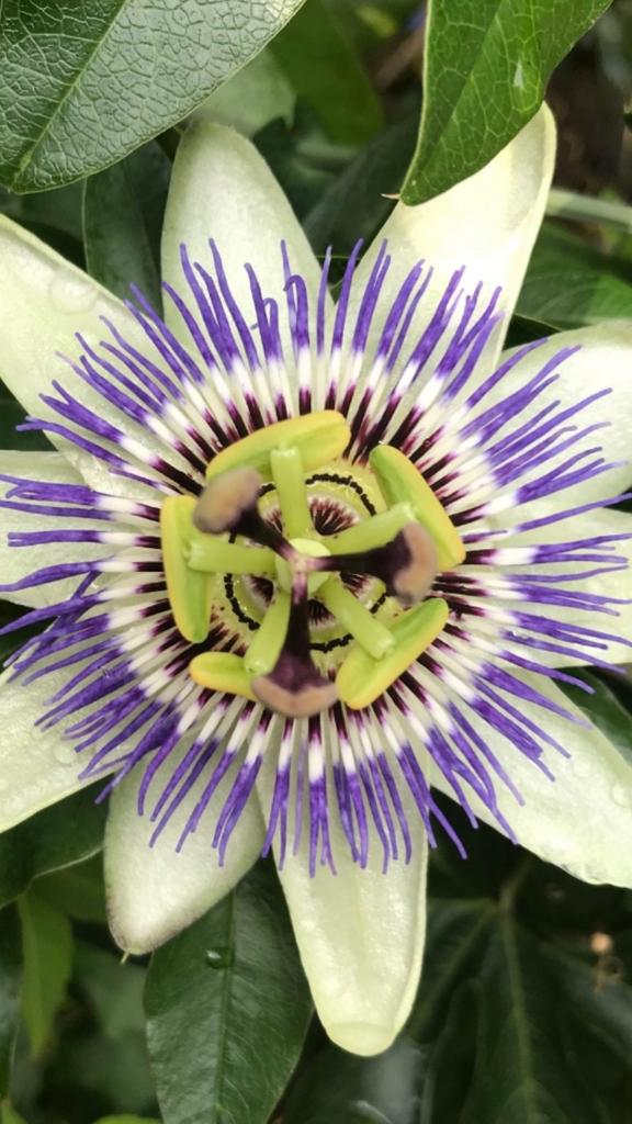 TUIN, HUIS, ZORG .BEL,KLEIN. Arnhem, Ede, Amerfoort.., Ophalen of Verzenden, Volle zon