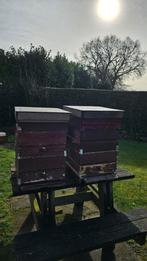 Bijenkasten, Dieren en Toebehoren, Insecten en Spinnen, Bijen