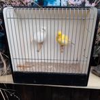 Vogels, Dieren en Toebehoren, Vogels | Kanaries, Meerdere dieren, Kleurkanarie