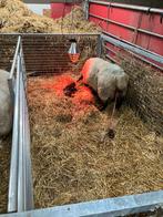 Leblam gezocht (wel zwoegervrij), Schaap, 0 tot 2 jaar