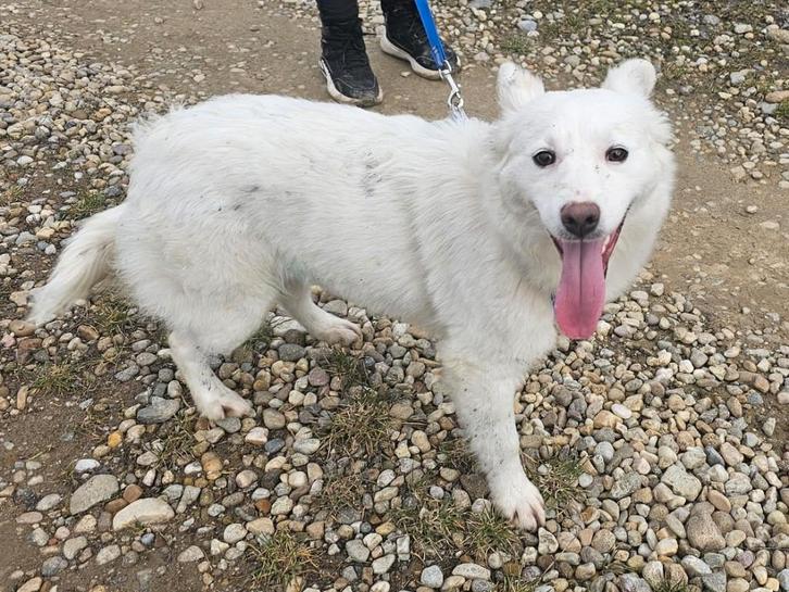 Jonge dame Nina, een lieve, vrolijke en sociale hond, Dieren en Toebehoren, Honden | Niet-rashonden, Middel, Teef, Particulier