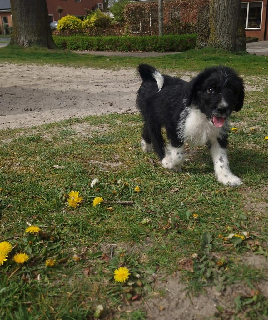 Medium doodle pups, 8 tot 15 weken, Meerdere dieren, Eén hond, Nederland