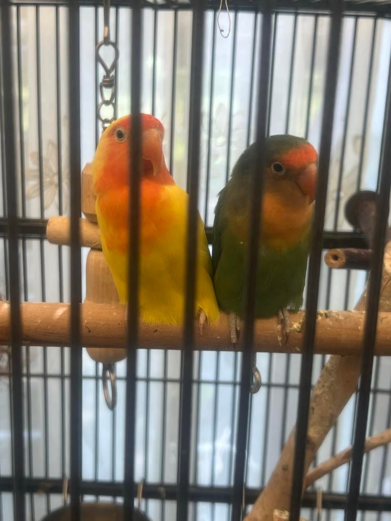 Gratis ophalen..Agaponis, Meerdere dieren, Parkiet