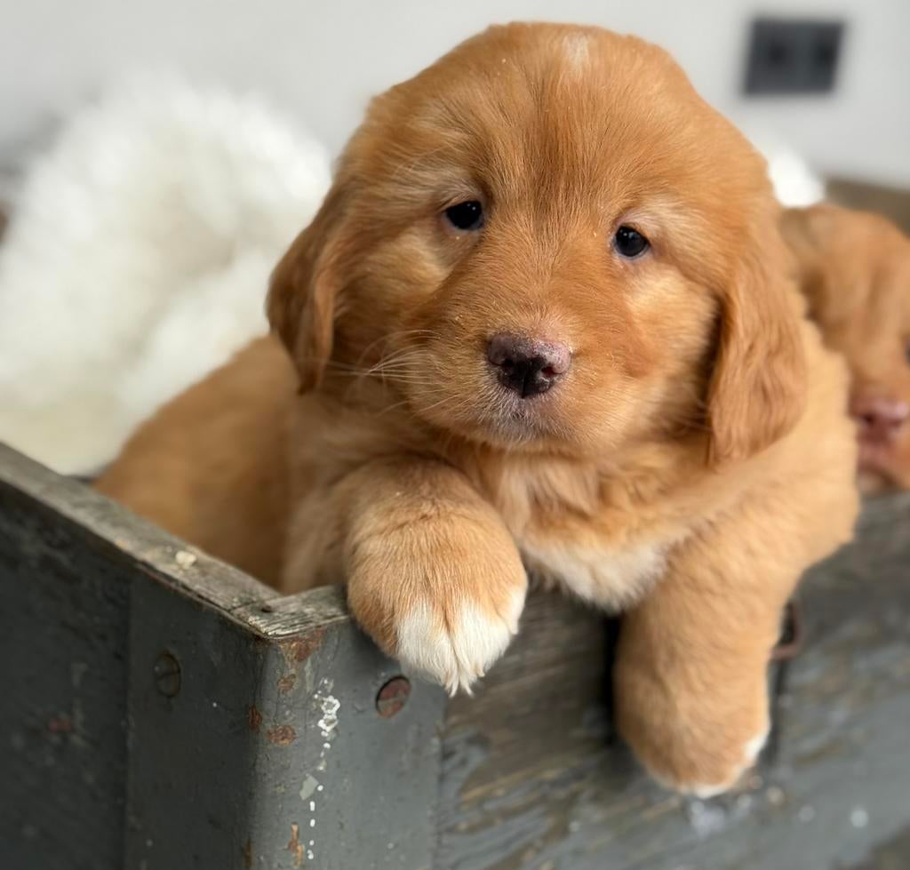 Nova scotie duck toller, Dieren en Toebehoren, Honden | Retrievers, Spaniëls en Waterhonden, Parvo, Nederland, Overige rassen