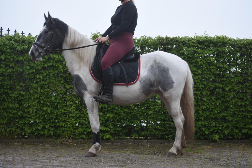 Verkeersmakke , sobere Tinker Pintodame, Dieren en Toebehoren, Pony's, Merrie, Met stamboom, Zadelmak, 3 tot 6 jaar