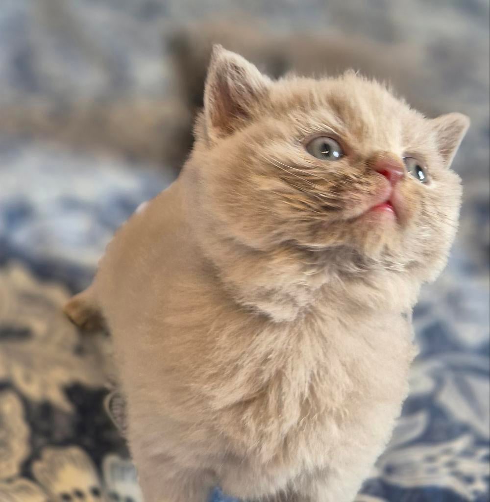 Britse korthaar kittens