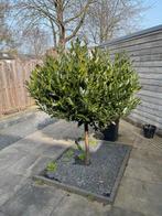 Te koop Prunus, Ophalen, Laurier, 100 tot 250 cm