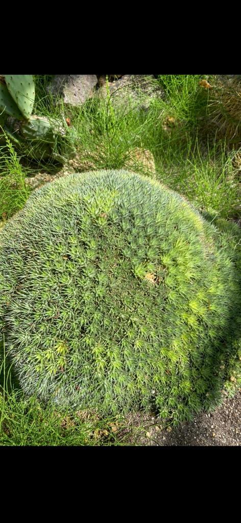 Te Koop plant, Tuin en Terras, Planten | Tuinplanten, Vaste plant, Overige soorten, Volle zon, Zomer, Ophalen of Verzenden