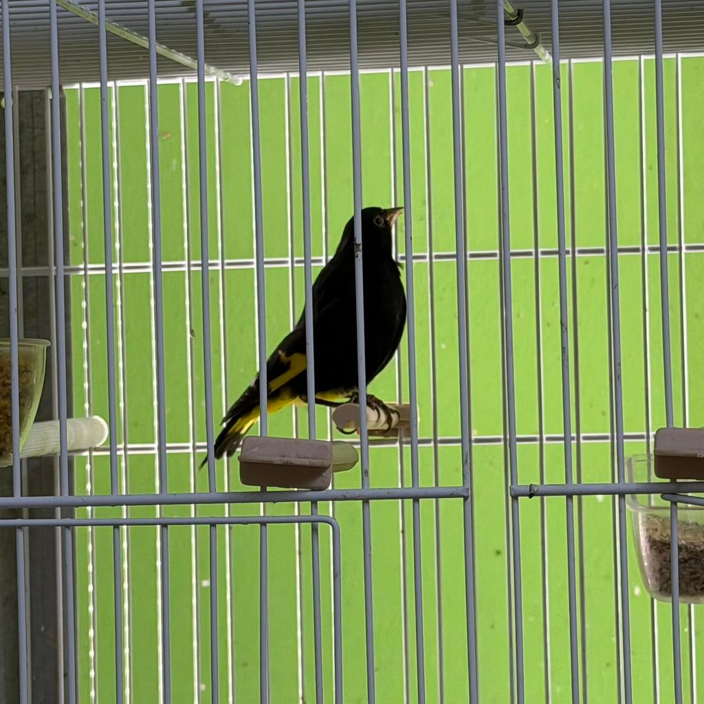 Sijzen zwarte sijzen mannen, Mannelijk