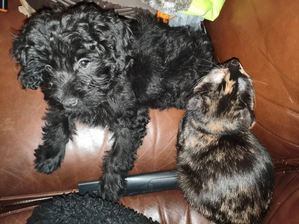 Lief Pomchipoo pup (teefje) zoekt gouden mandje, 8 tot 15 weken, Teef, Eén hond, Klein