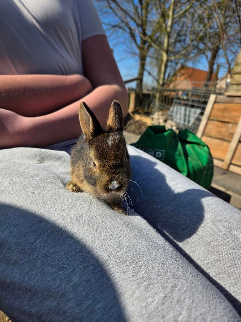 Jonge dwergkonijnen te koop, Dieren en Toebehoren, Katten en Kittens | Overige Katten, Kortharig, 0 tot 2 jaar