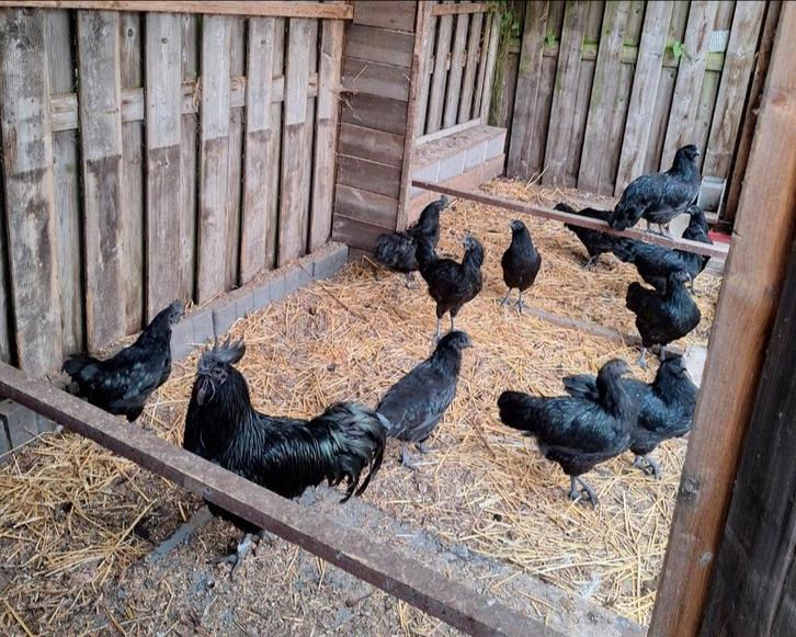 Raszuivere ayan cemani broedeieren | Speciaal kippenras |, Dieren en Toebehoren, Pluimvee, Kip, Geslacht onbekend