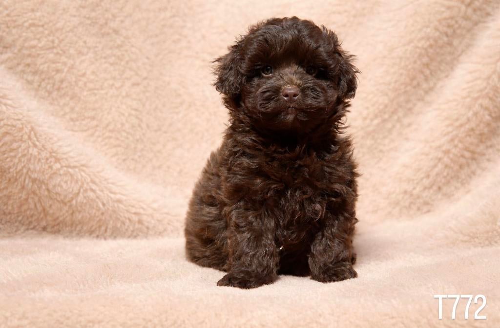 Prachtige choco maltipoo pups te koop, Nederland, Overige rassen, 8 tot 15 weken, Meerdere