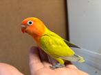 Jonge groene dilute Agapornis fischeri dwergpapegaai, Dieren en Toebehoren, Vogels | Parkieten en Papegaaien, Meerdere dieren