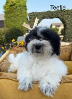 Labradoodle mini pups, Nederland, Overige rassen, 8 tot 15 weken, Meerdere