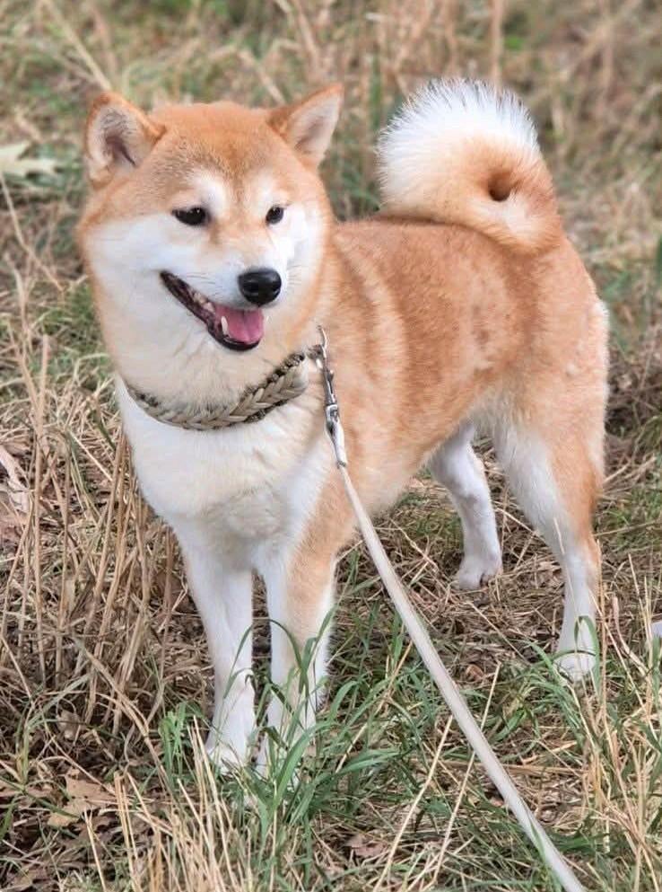 Shiba teefje, Dieren en Toebehoren, Honden | Poolhonden, Keeshonden en Oertypen, Parvo, Overige rassen, Teef, Eén hond
