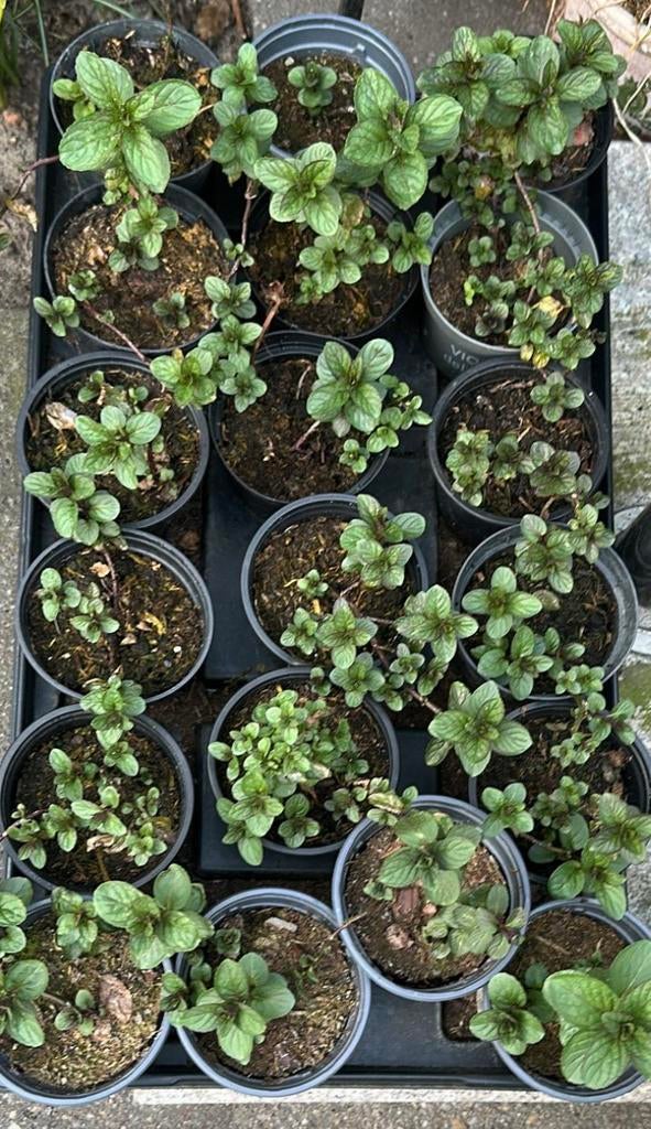 🌿 Biologische watermunt water munt, Tuin en Terras, Planten | Tuinplanten, Ophalen, Volle zon, Vaste plant, Kruiden