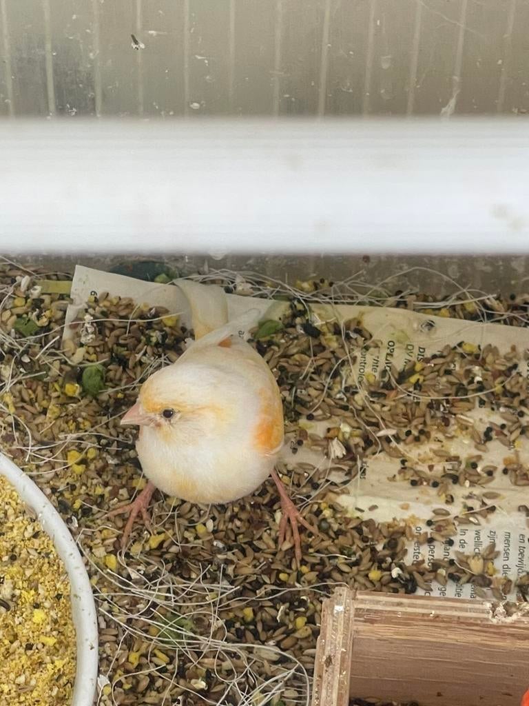 Kanarie pop 2025, Dieren en Toebehoren, Vogels | Kanaries, Vrouwelijk, Kleurkanarie