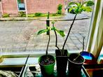 Brugmansia planten, 33 - 40 uur, Vanaf 10 jaar, Overige vormen
