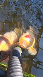 Genoeg belangstelling! 4 koi ong. 50 tot 60 cm, 2 Japanse, Karper of Koi