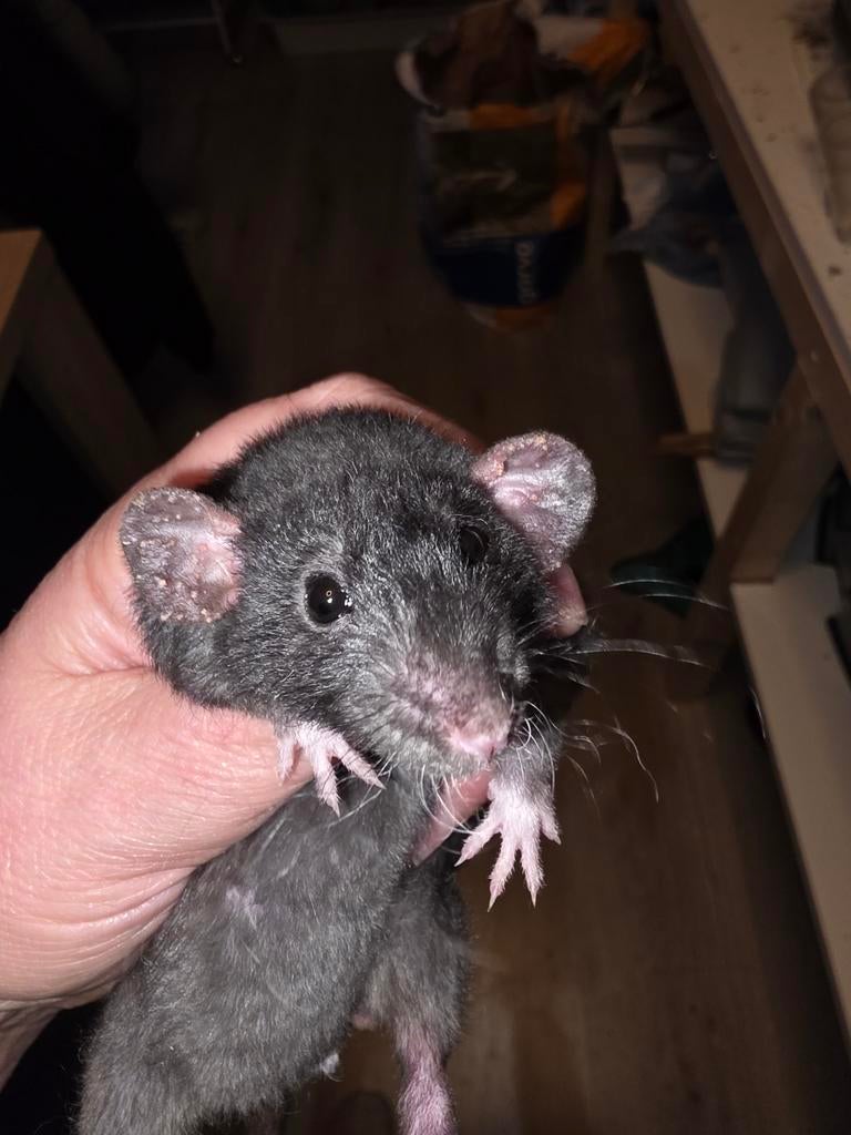 Tamme rat zwart rex nr 5, Dieren en Toebehoren, Rat, Maart, Vrouwelijk, Tam