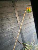 Mooie AGAPORNIS, Geslacht onbekend, Dwergpapegaai of Agapornis, Geringd