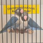 Agapornis personata blauw, Meerdere dieren, Dwergpapegaai of Agapornis