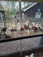 Oud Hollandse meertjes roodschild, Meerdere dieren