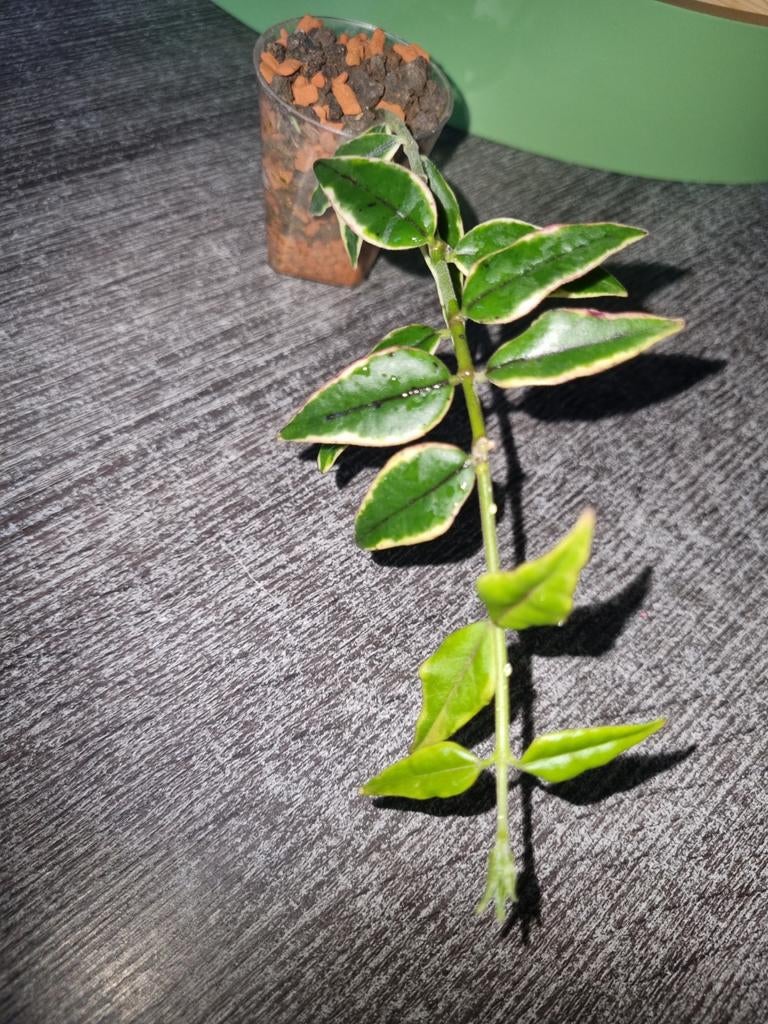 Hoya bella anneke buis, Ophalen of Verzenden, Halfschaduw, Minder dan 100 cm