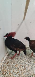 1-4 roulrouls, Meerdere dieren, Tropenvogel