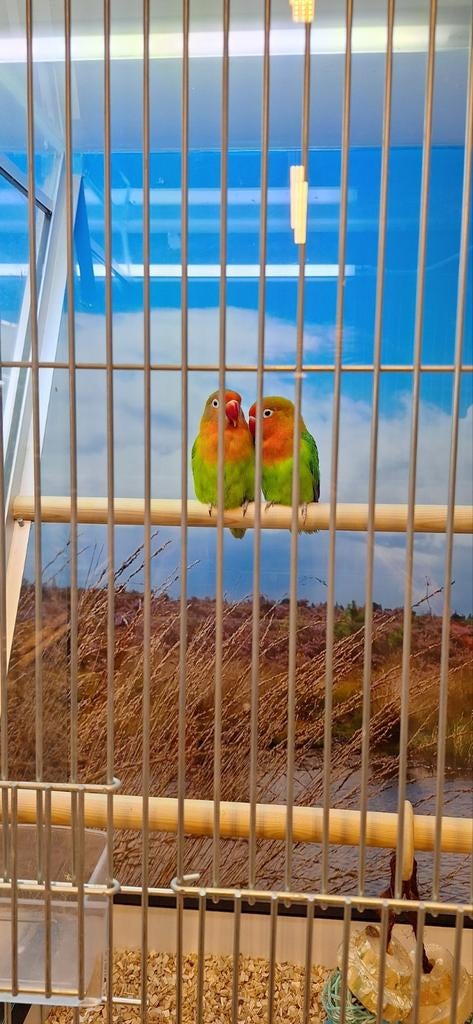 Agapornide Fisheri, Geslacht onbekend, Dwergpapegaai of Agapornis, Geringd