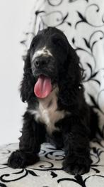 Cocker spaniel pup, 15 weken tot 1 jaar, Reu, Parvo, Eén hond