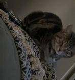 2 katten, Dieren en Toebehoren, Katten en Kittens | Overige Katten, Poes, Kortharig, 0 tot 2 jaar