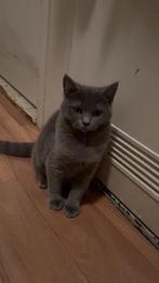 Kitten britse korthaar, Dieren en Toebehoren, Katten en Kittens | Overige Katten, Poes, Kortharig, 0 tot 2 jaar